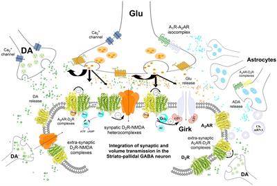 Understanding electrical and chemical transmission in the brain